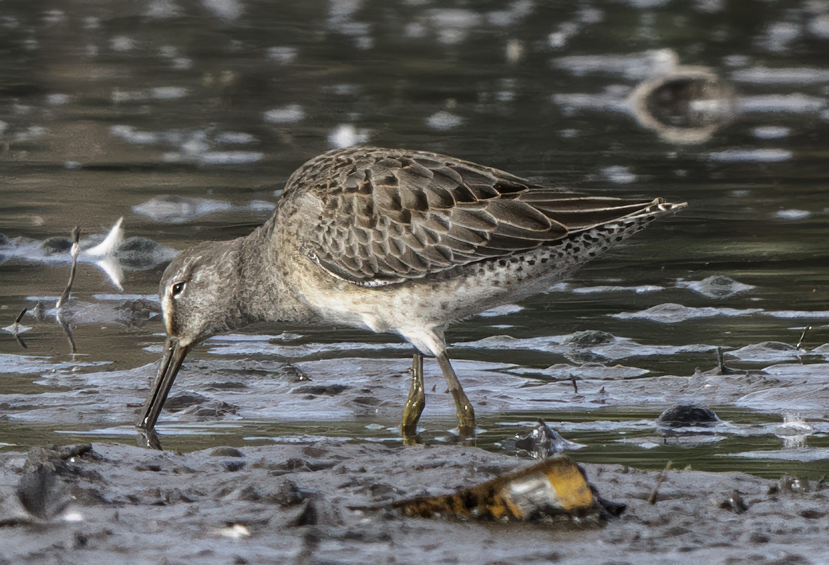 Long-billed Dowitcher - ML642522905