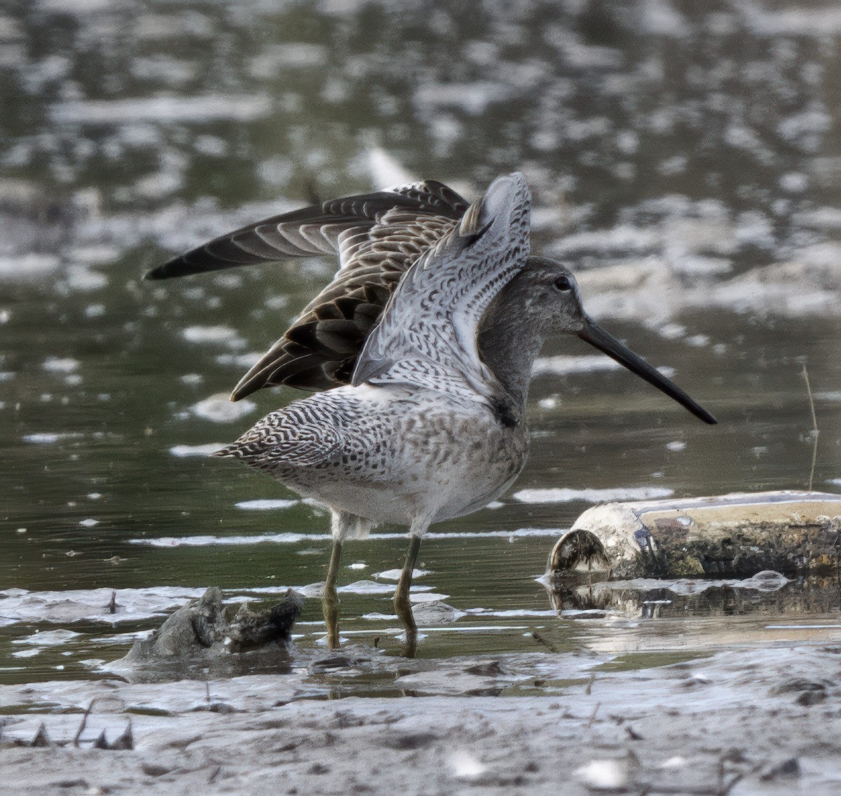 Long-billed Dowitcher - ML642522906