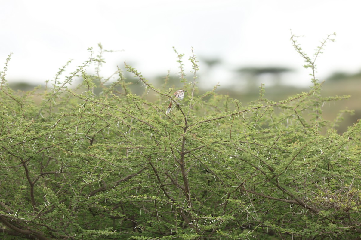 White-browed Scrub-Robin - ML642522911