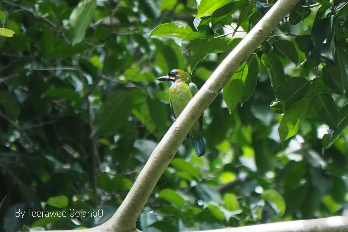 barbet modrouchý - ML642522916