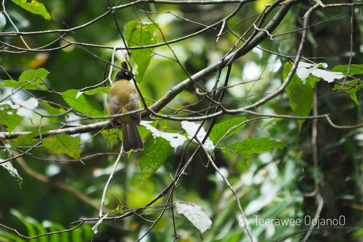 Black-crested Bulbul - ML642522937