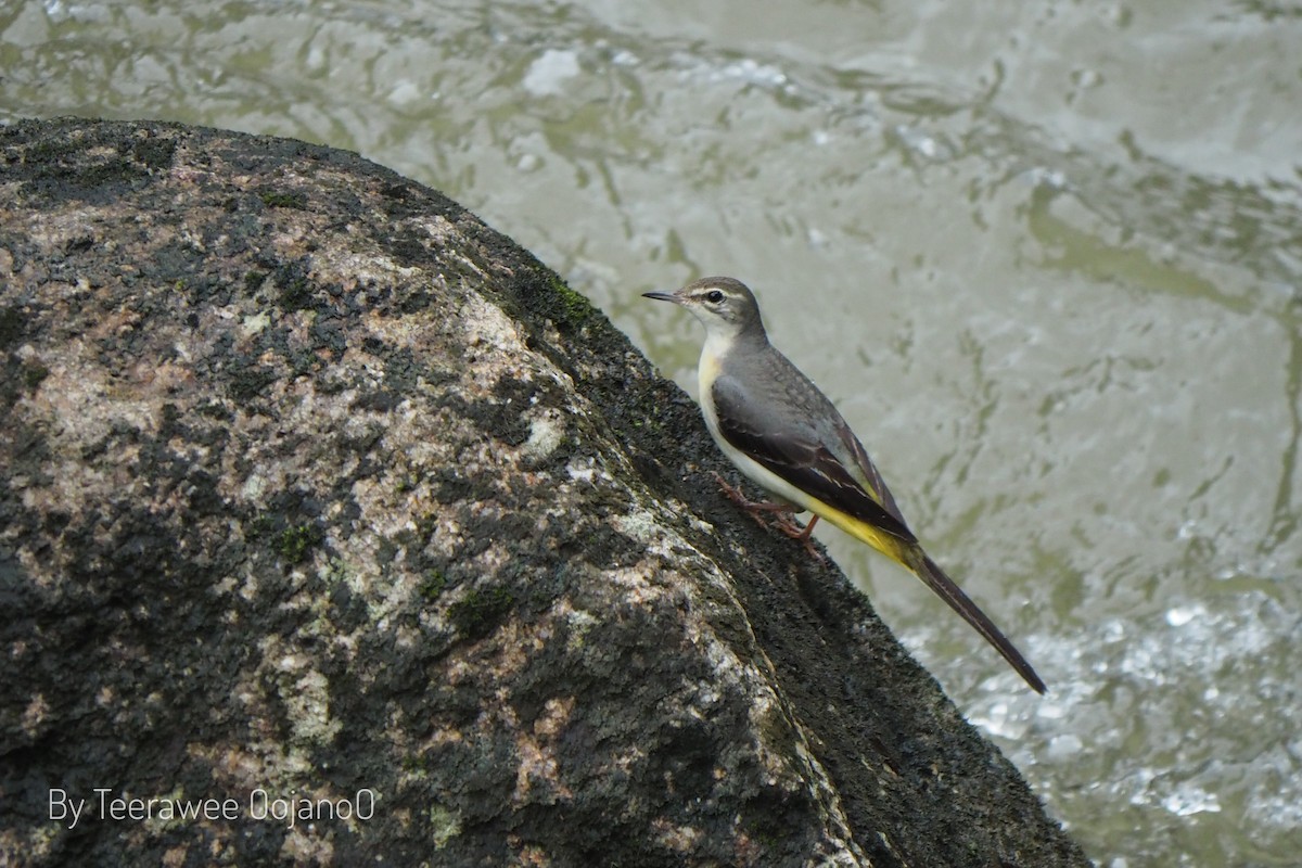 Gray Wagtail - ML642522939
