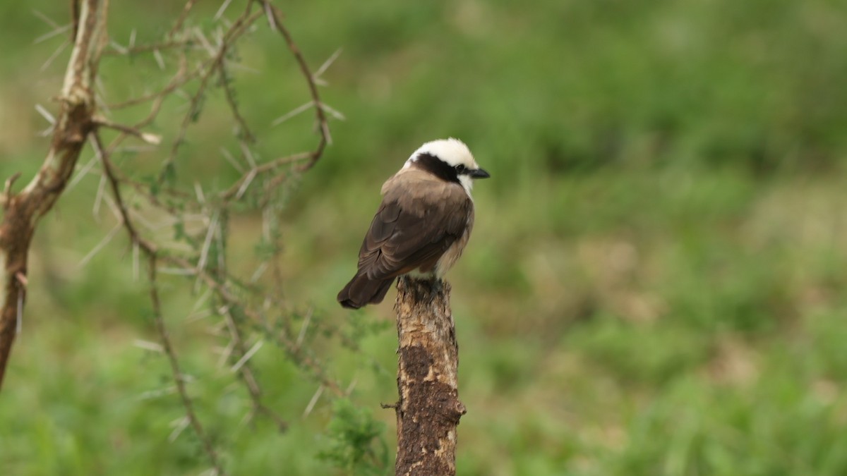 White-rumped Shrike - ML642522954