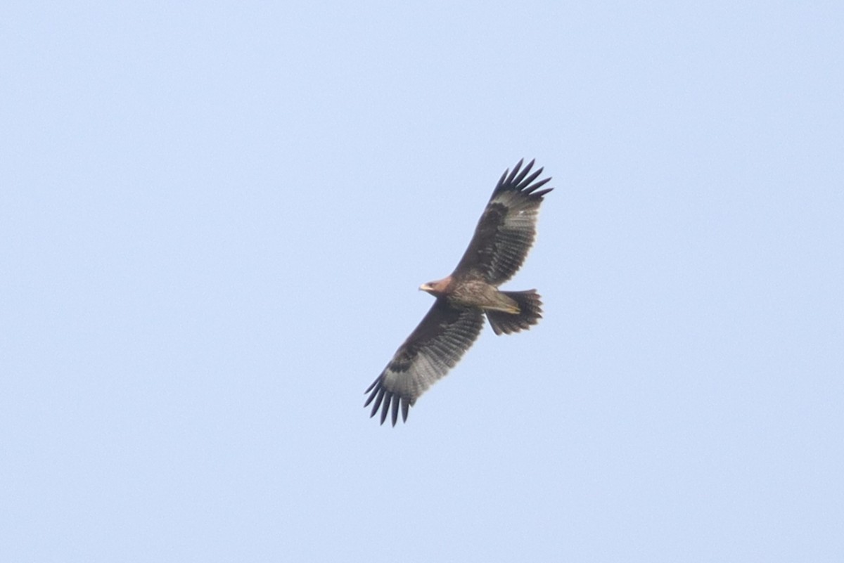Indian Spotted Eagle - ML642522955