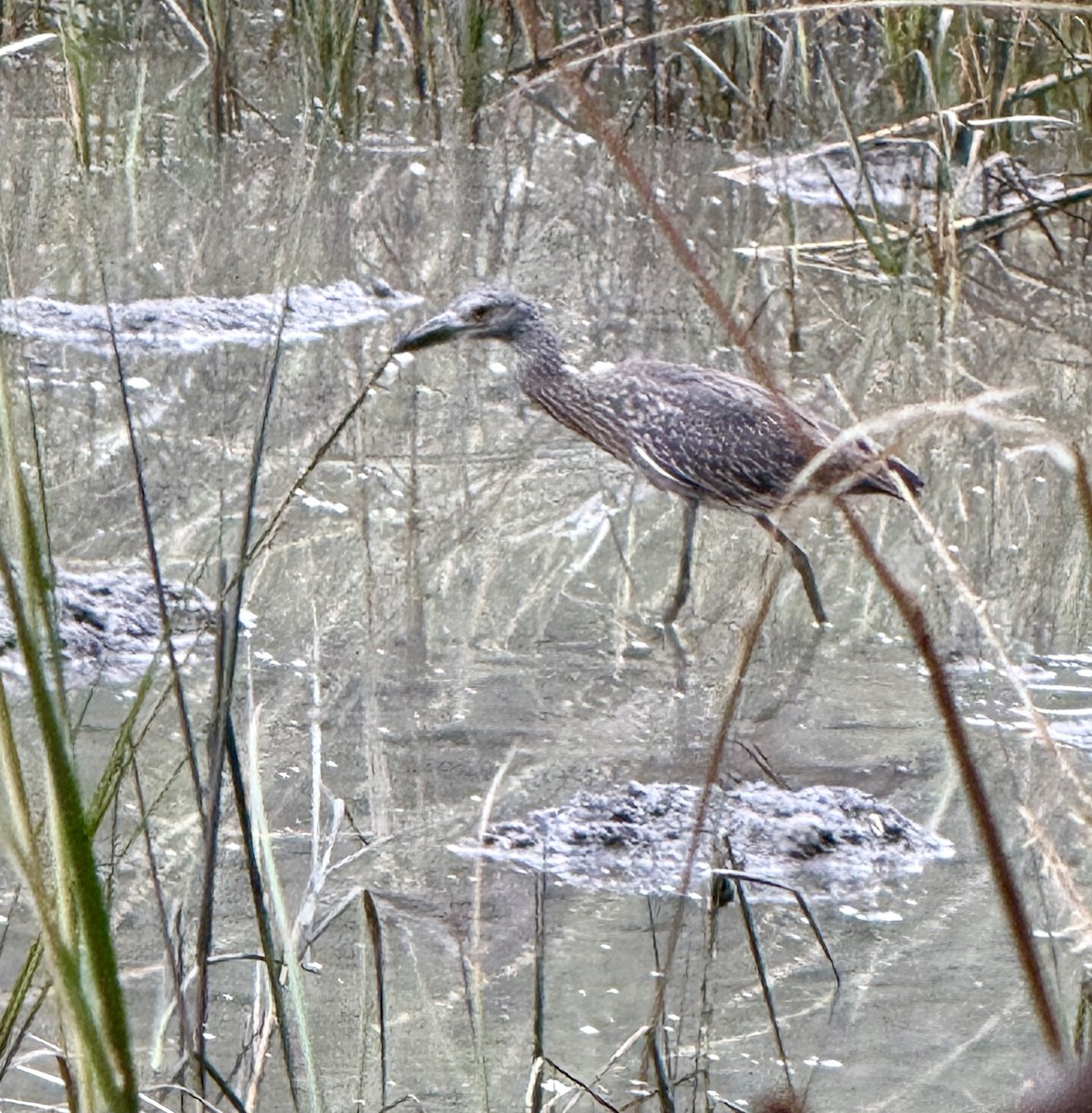 Yellow-crowned Night Heron - ML642522971
