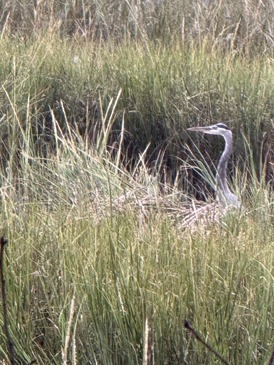 Great Blue Heron - ML642522989