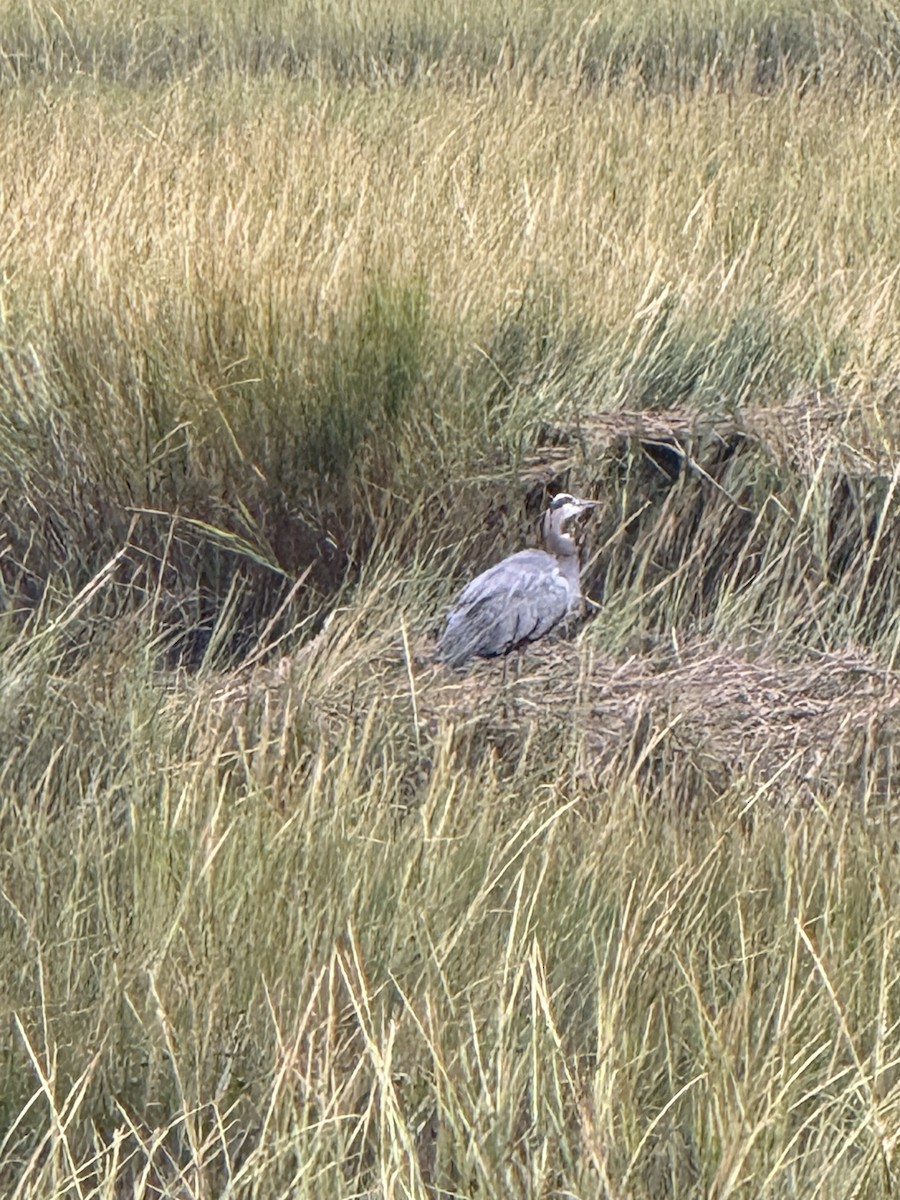 Great Blue Heron - ML642522990