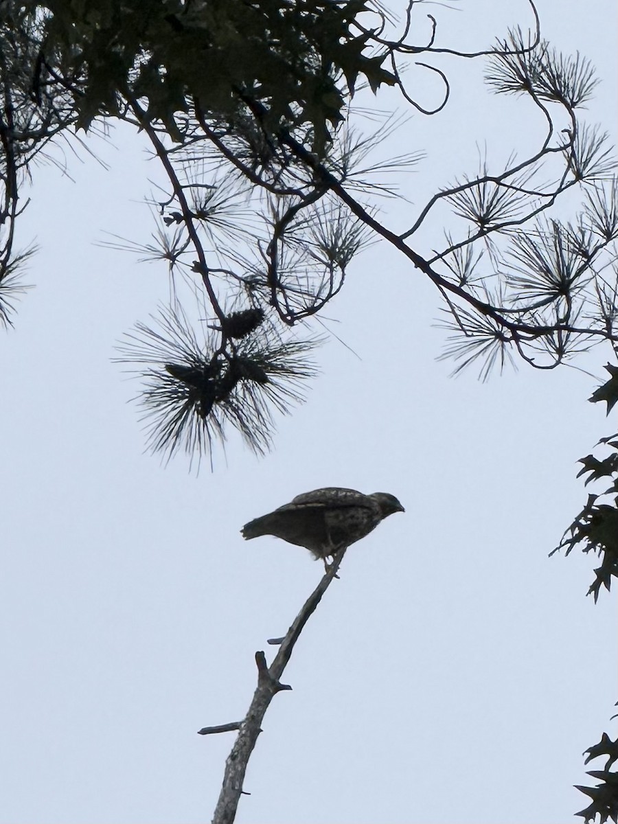 Red-shouldered Hawk - ML642523001