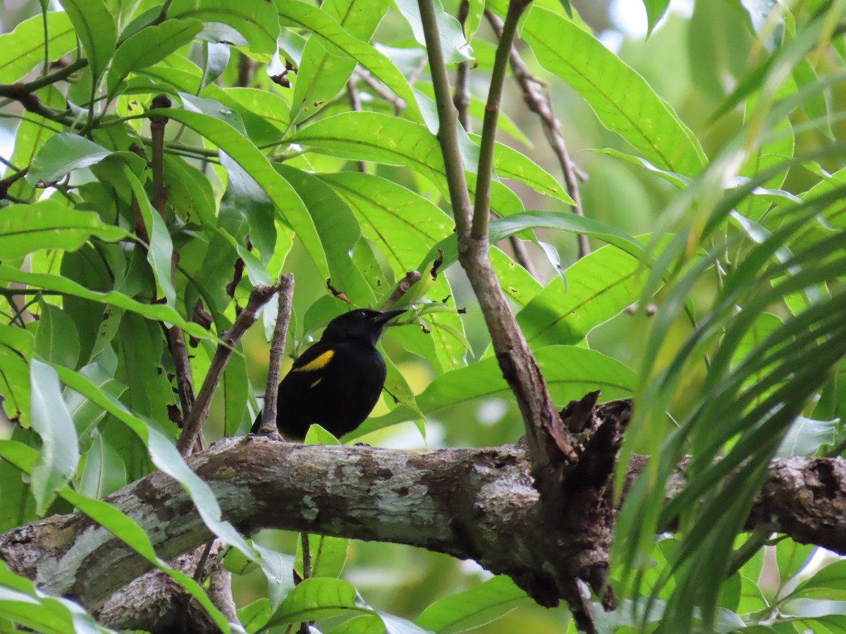 Puerto Rican Oriole - ML642523004