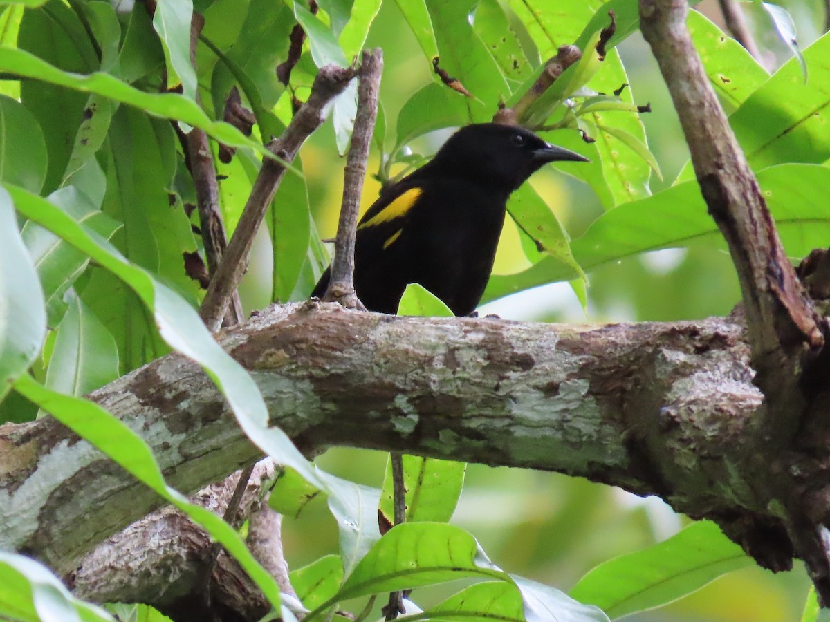 Puerto Rican Oriole - ML642523007