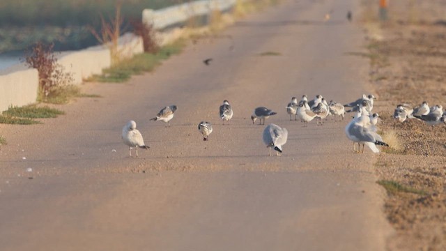 Franklin's Gull - ML642523035