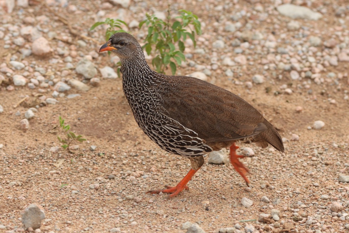 Hildebrandt's Spurfowl - ML642523061