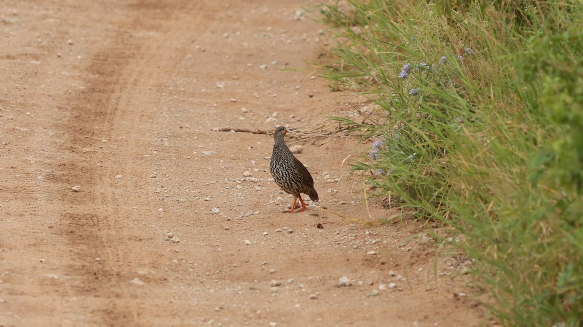 Hildebrandt's Spurfowl - ML642523065
