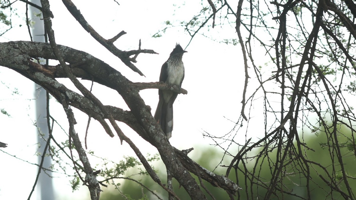 Levaillant's Cuckoo - ML642523071