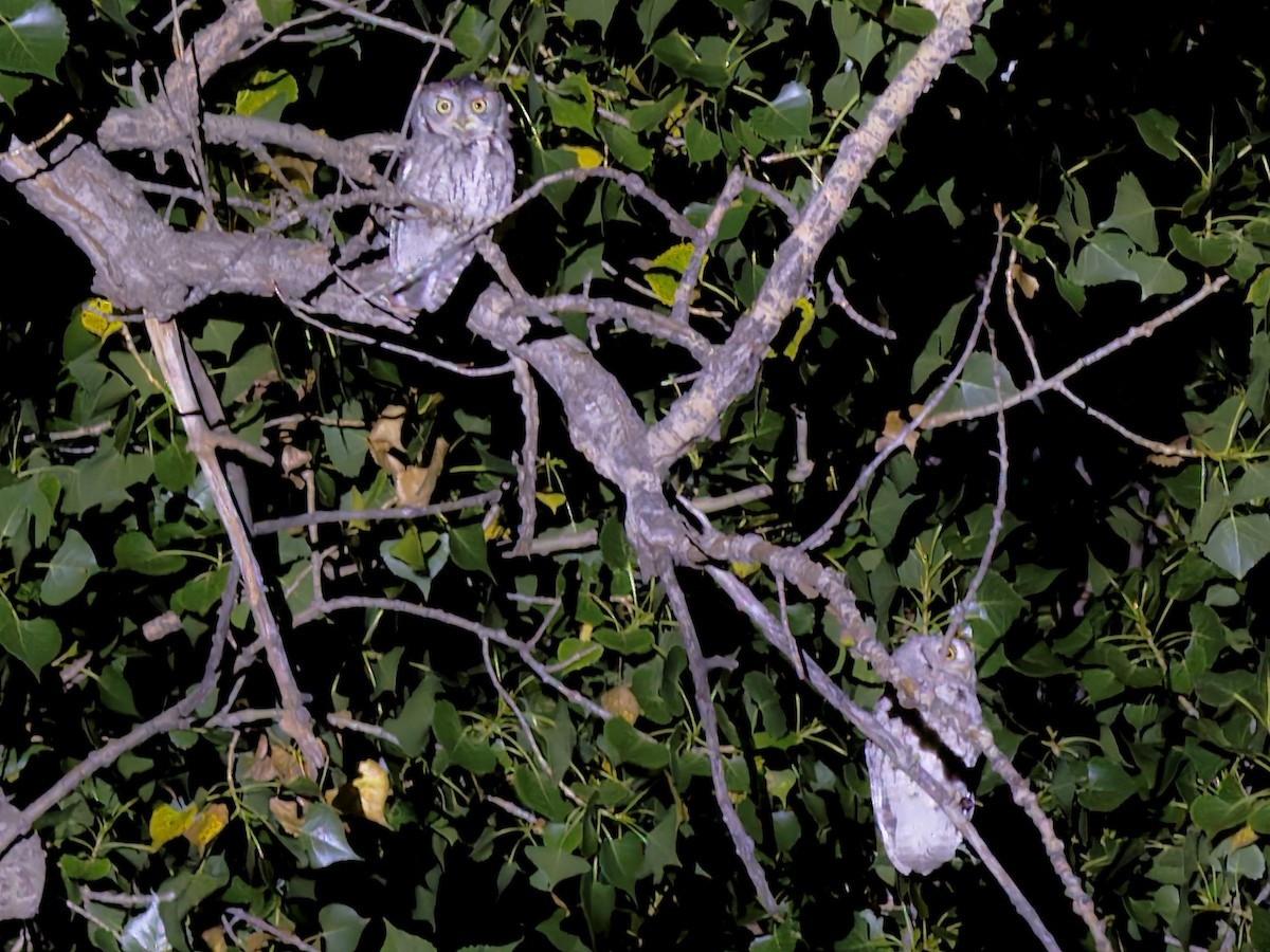 Eastern Screech-Owl - ML642523102