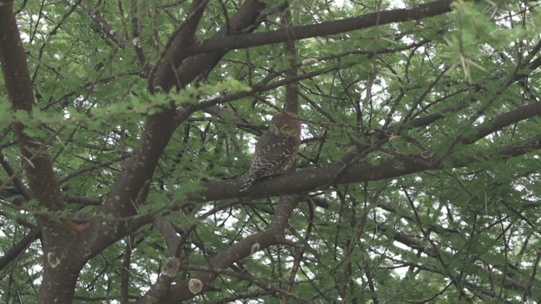 Pearl-spotted Owlet - ML642523117