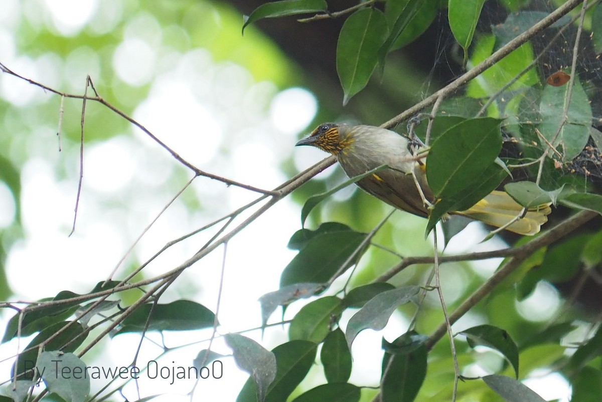 Stripe-throated Bulbul - ML642523121