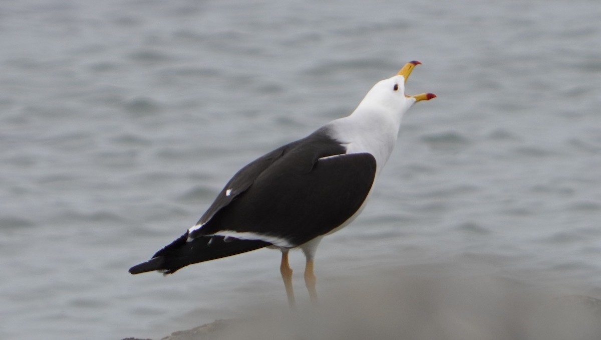 Belcher's Gull - ML642523137
