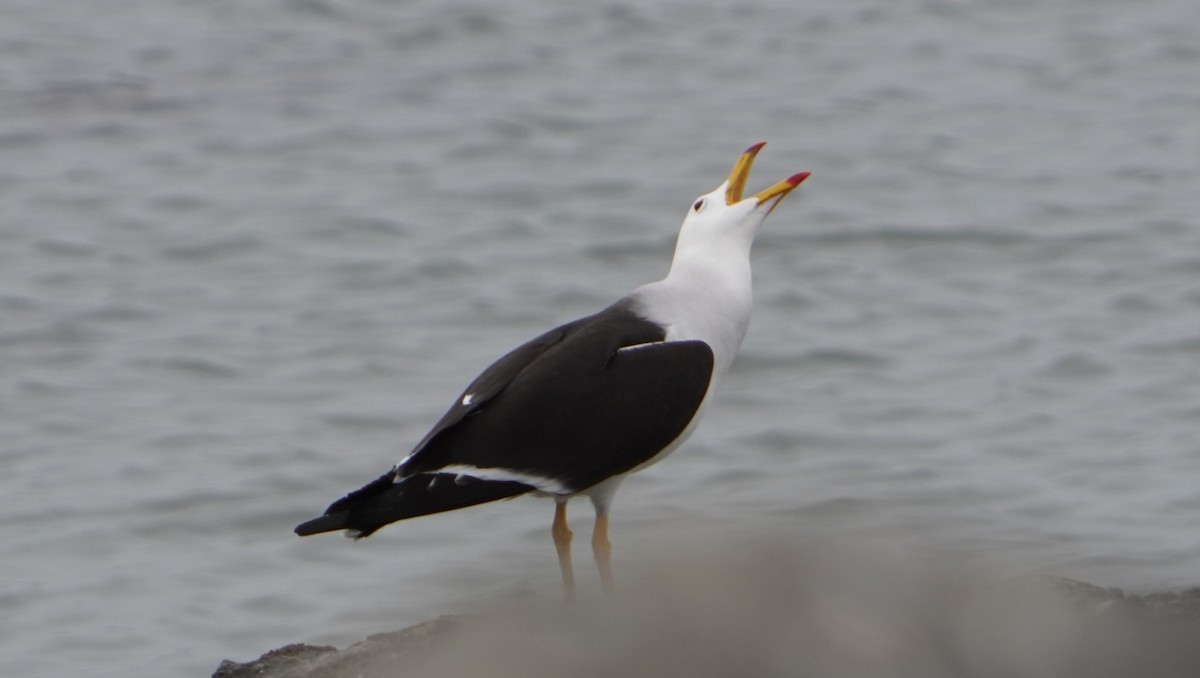 Belcher's Gull - ML642523138