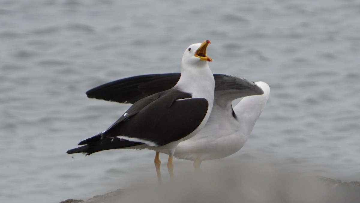 Belcher's Gull - ML642523139
