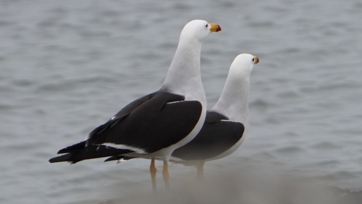 Belcher's Gull - ML642523140