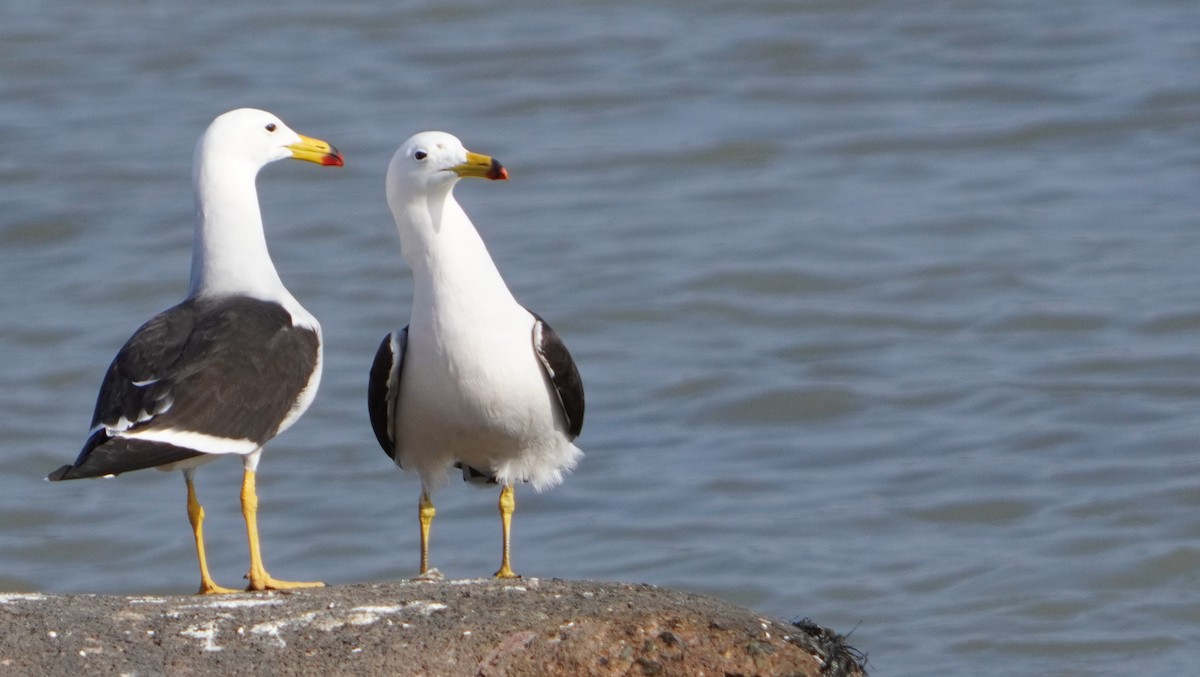 Belcher's Gull - ML642523141