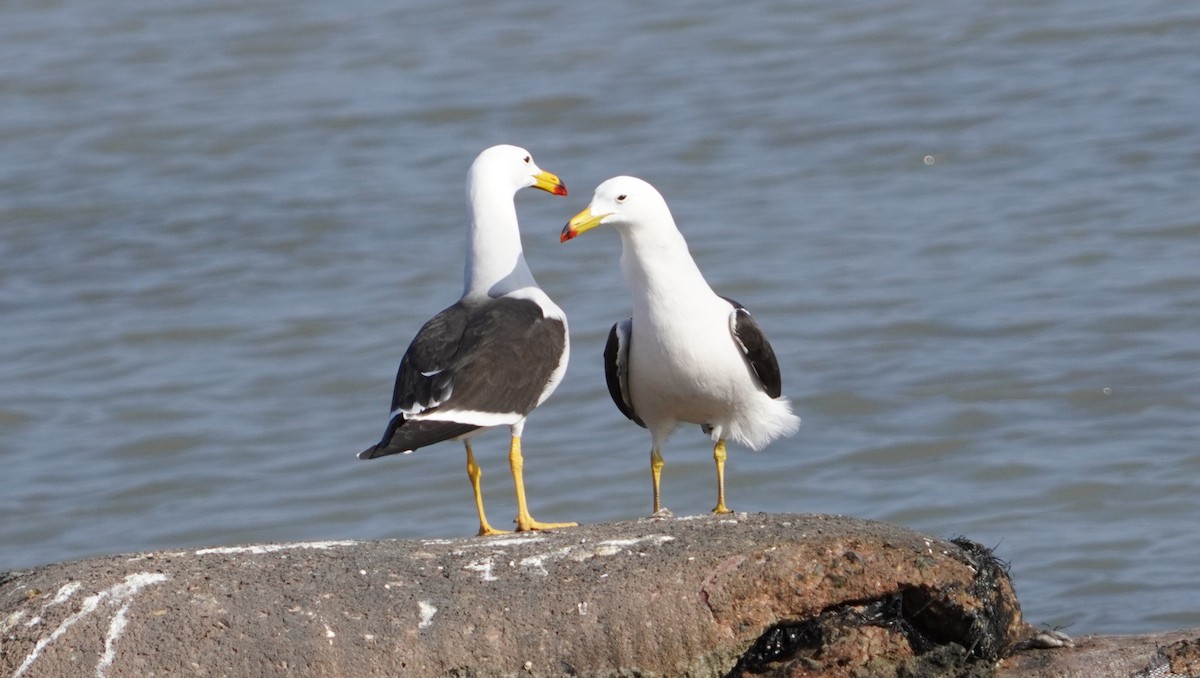 Belcher's Gull - ML642523142
