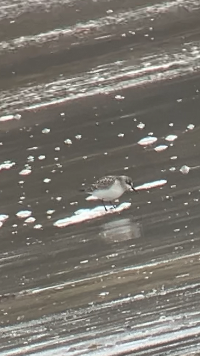 Little Stint - ML642523159