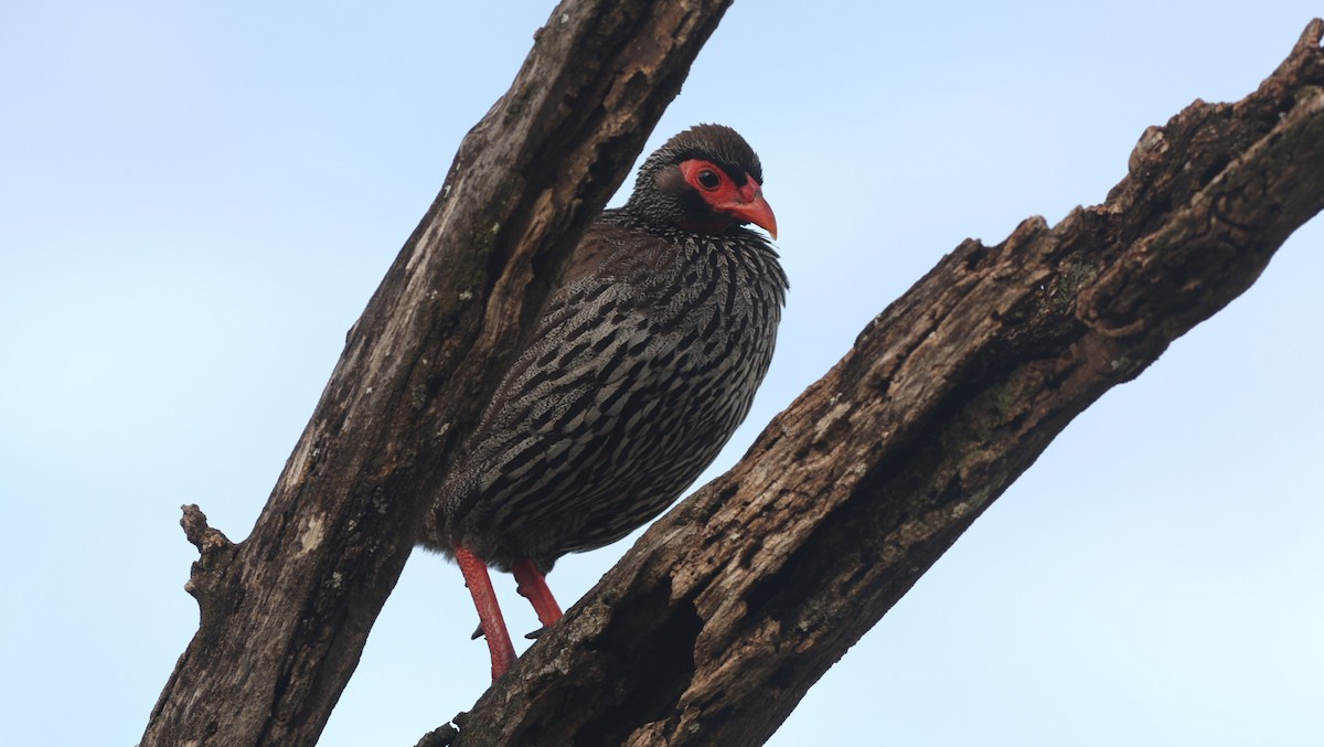 アカノドシャコ - ML642523161