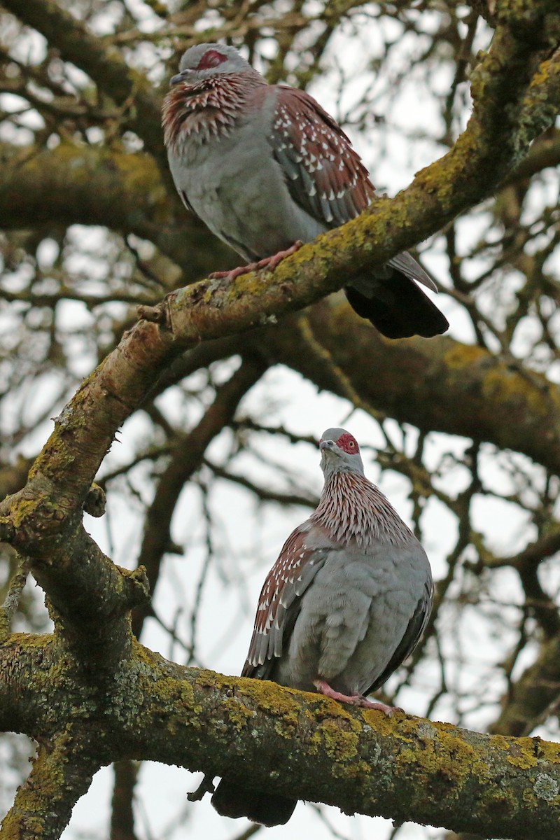 Speckled Pigeon - ML642523162