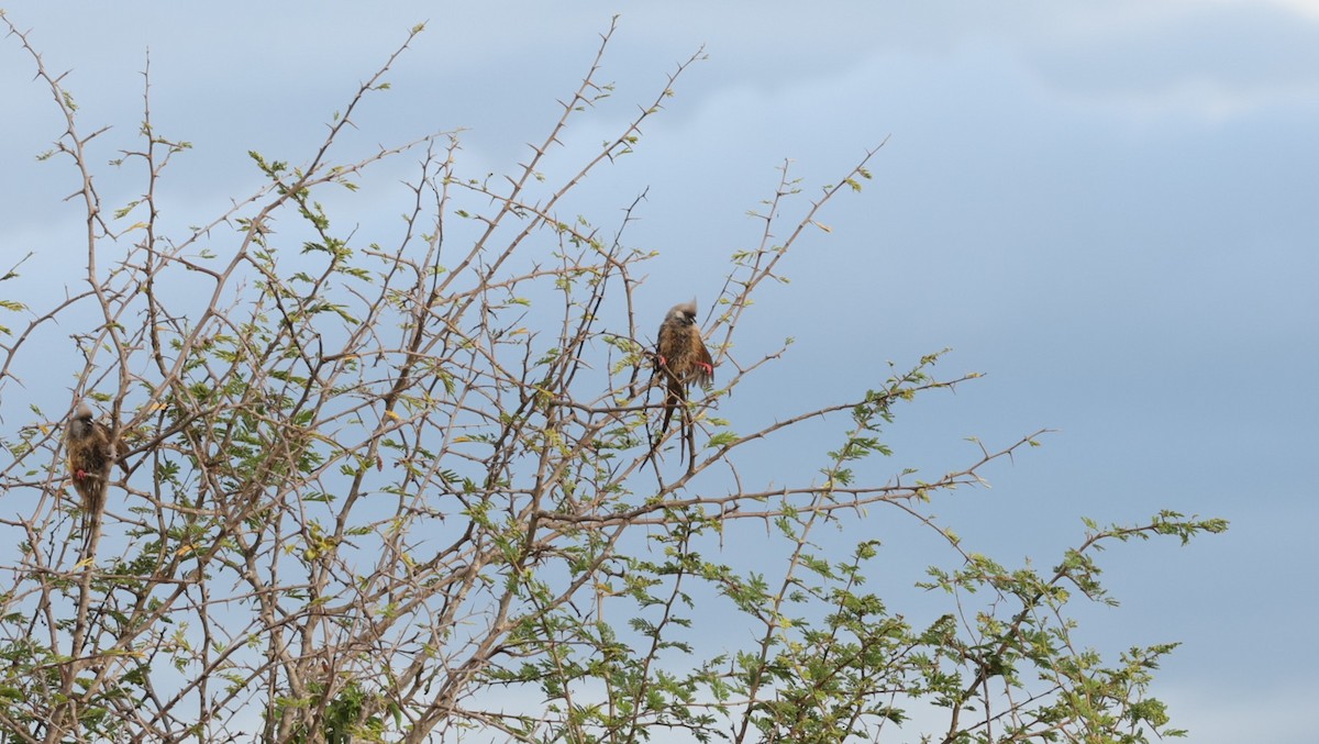 Speckled Mousebird - ML642523170