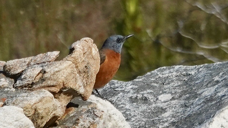 Cape Rock-Thrush - ML642523182