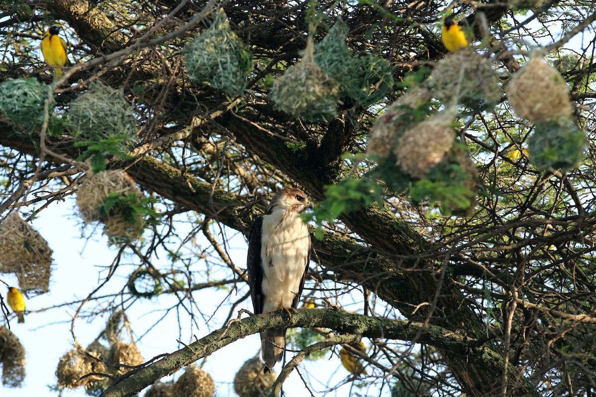káně černohřbetá - ML642523185