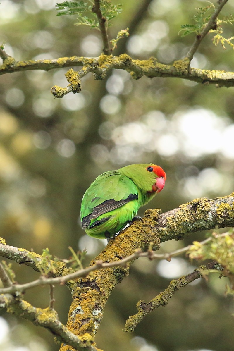 Black-winged Lovebird - ML642523217