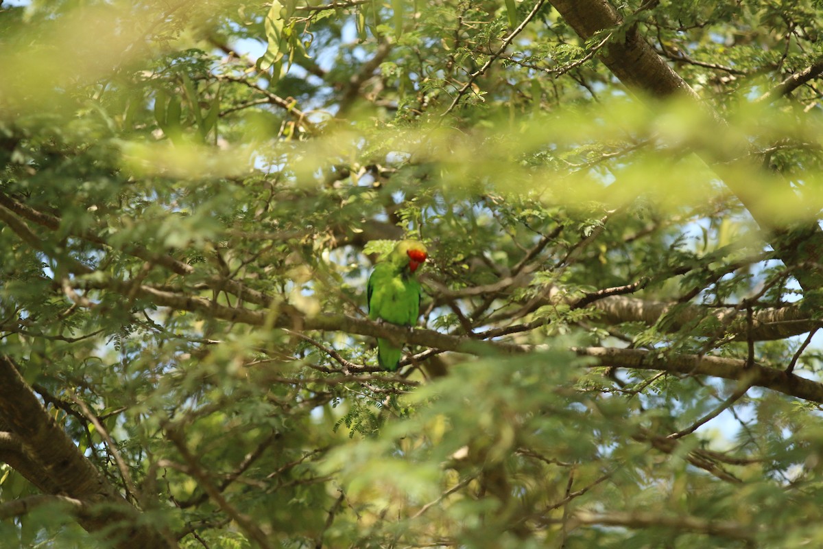 Black-winged Lovebird - ML642523218