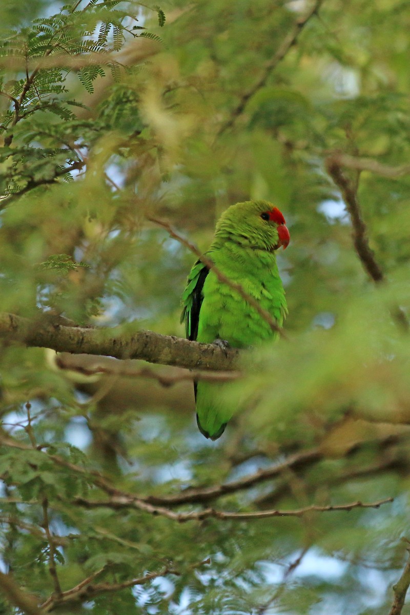 Black-winged Lovebird - ML642523219
