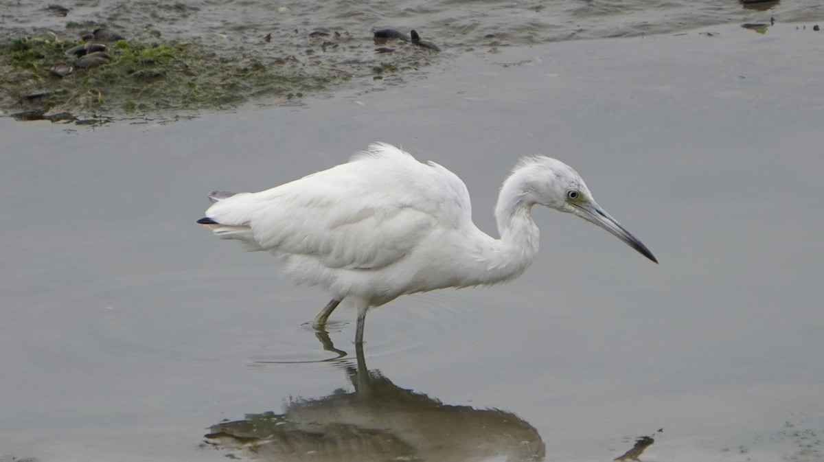 Little Blue Heron - ML642523221