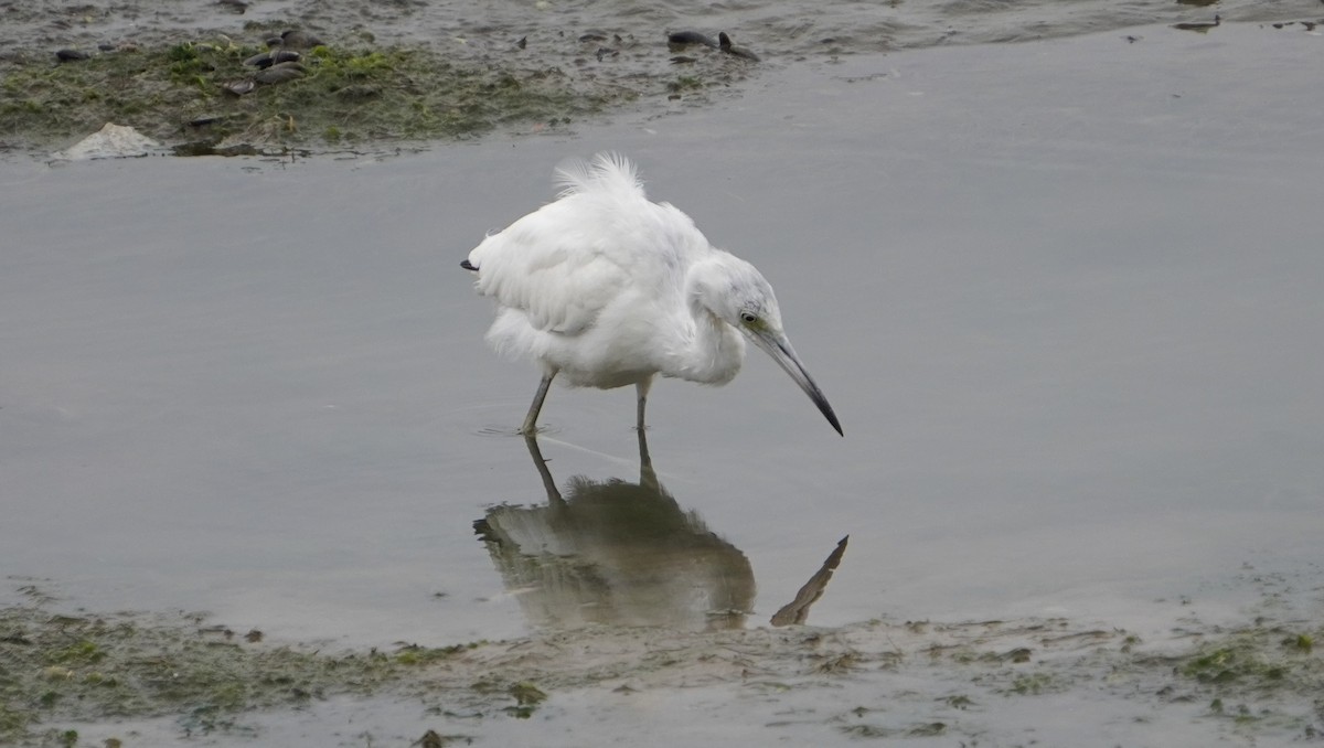 Little Blue Heron - ML642523222
