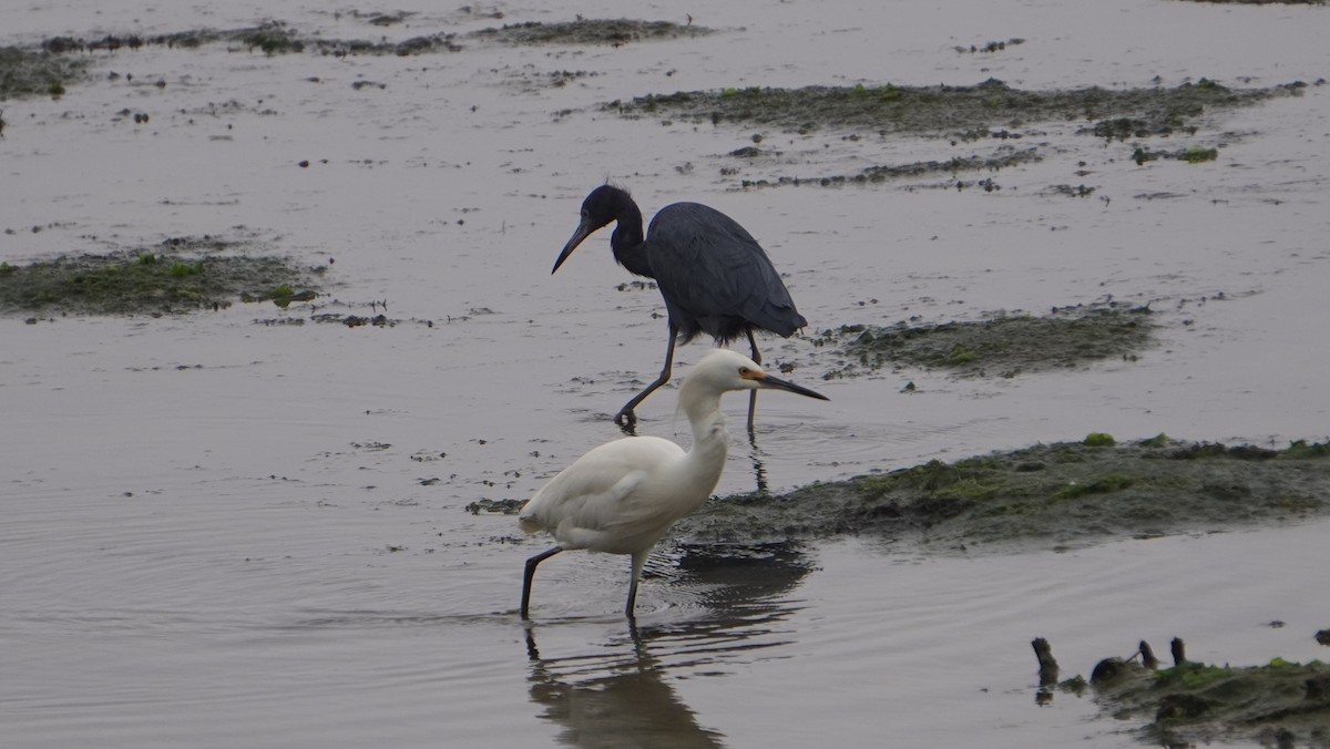 Little Blue Heron - ML642523223