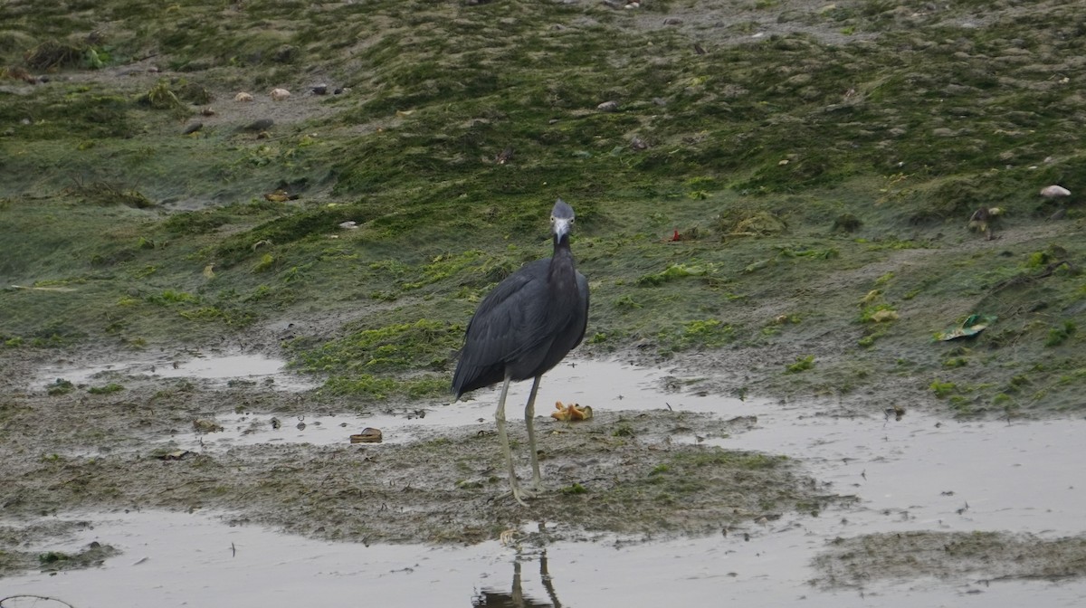 Little Blue Heron - ML642523224