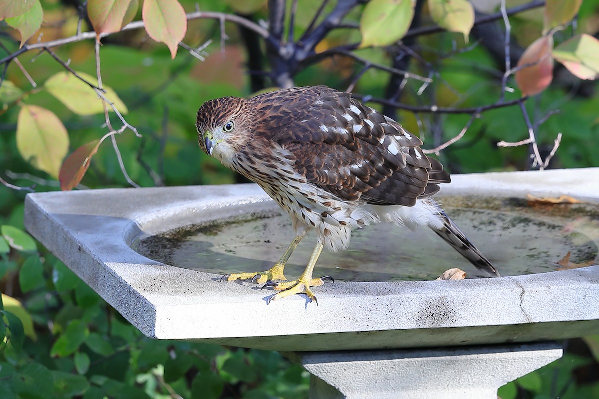 Cooper's Hawk - ML642523227