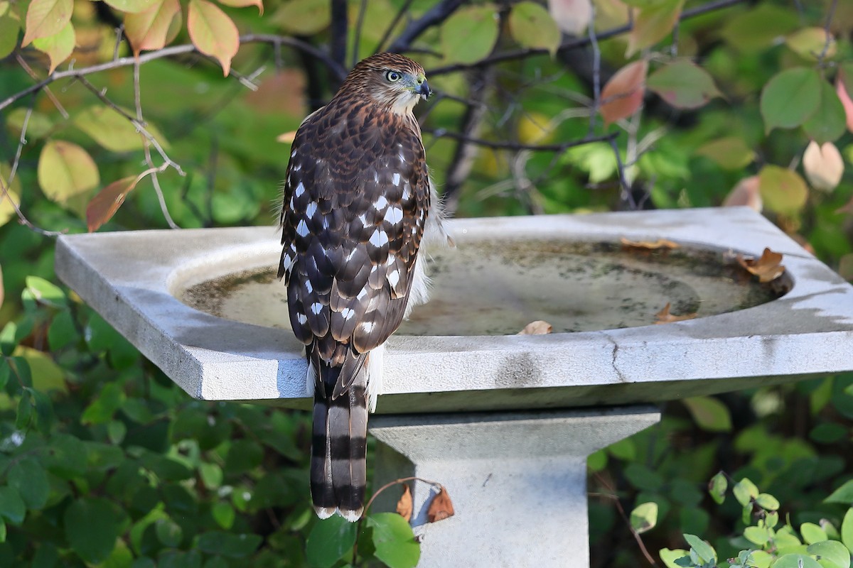 Cooper's Hawk - ML642523228