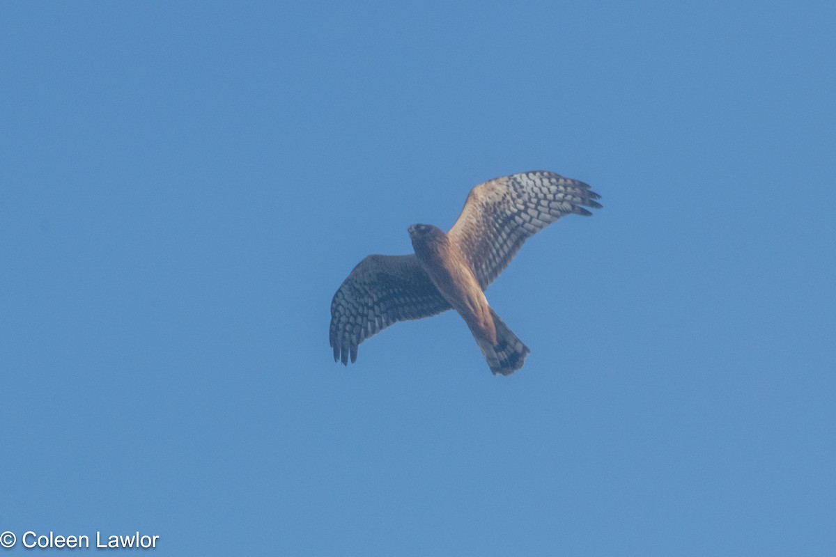 moták severoamerický - ML642523297