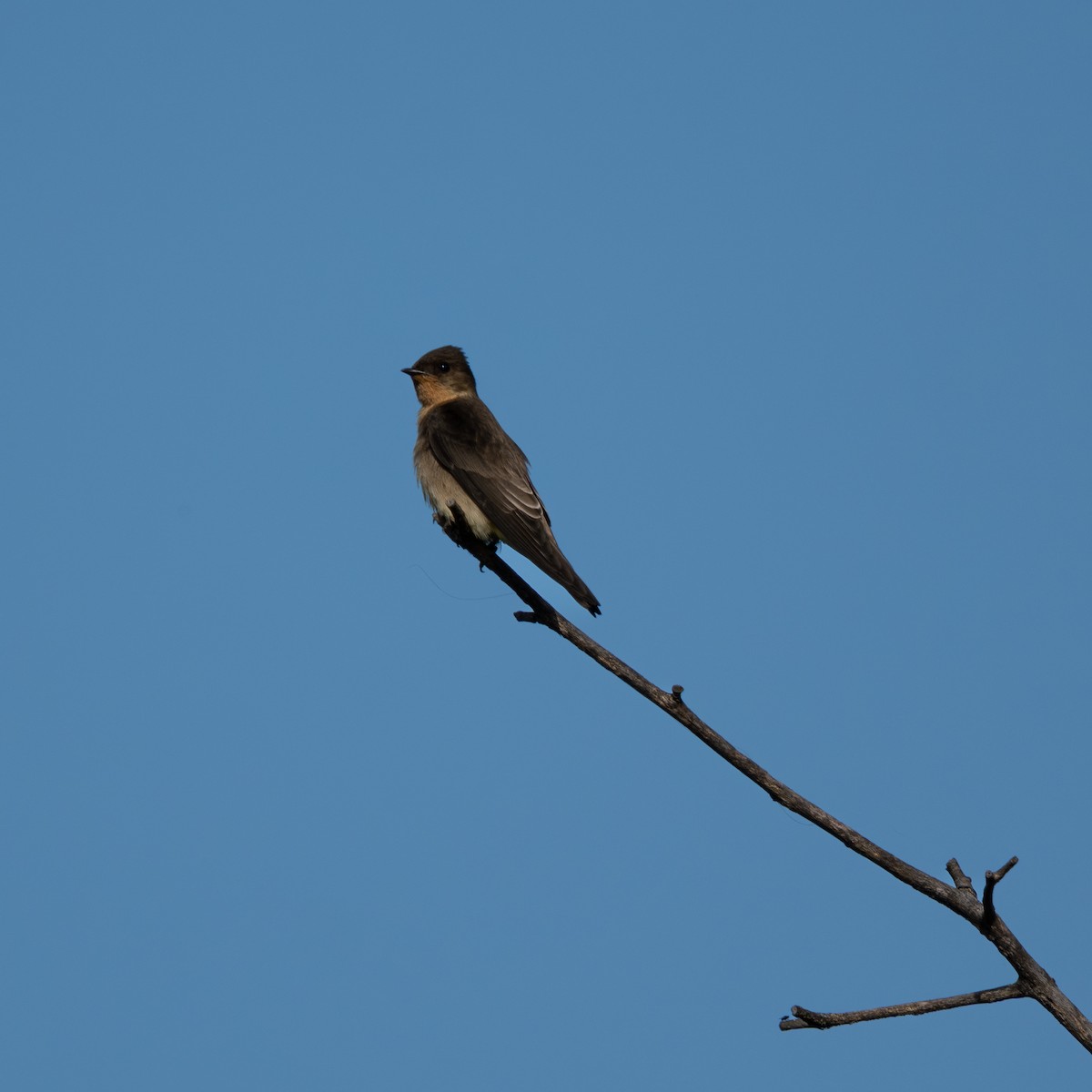 Southern Rough-winged Swallow - ML642523312