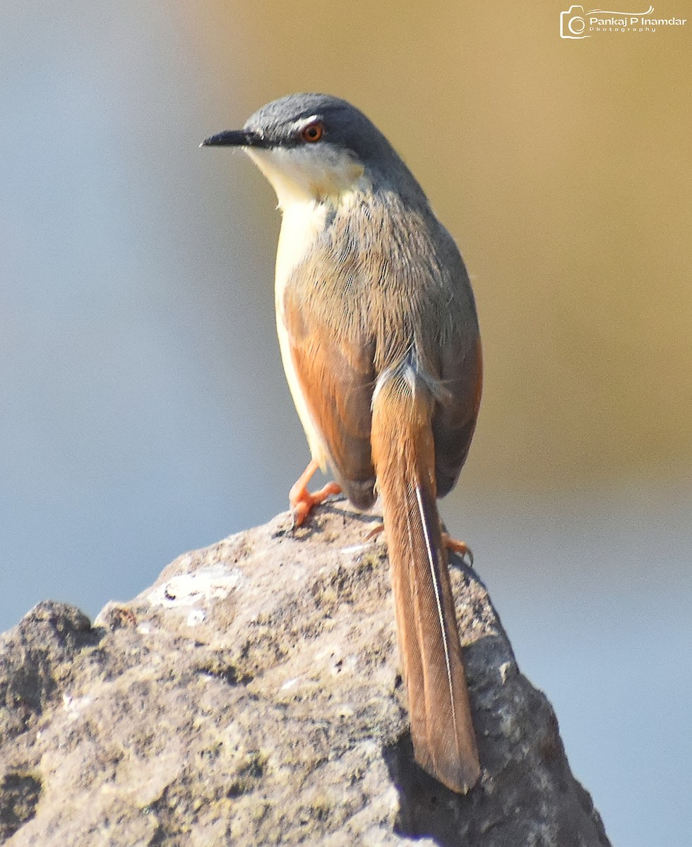 Ashy Prinia - ML642523313
