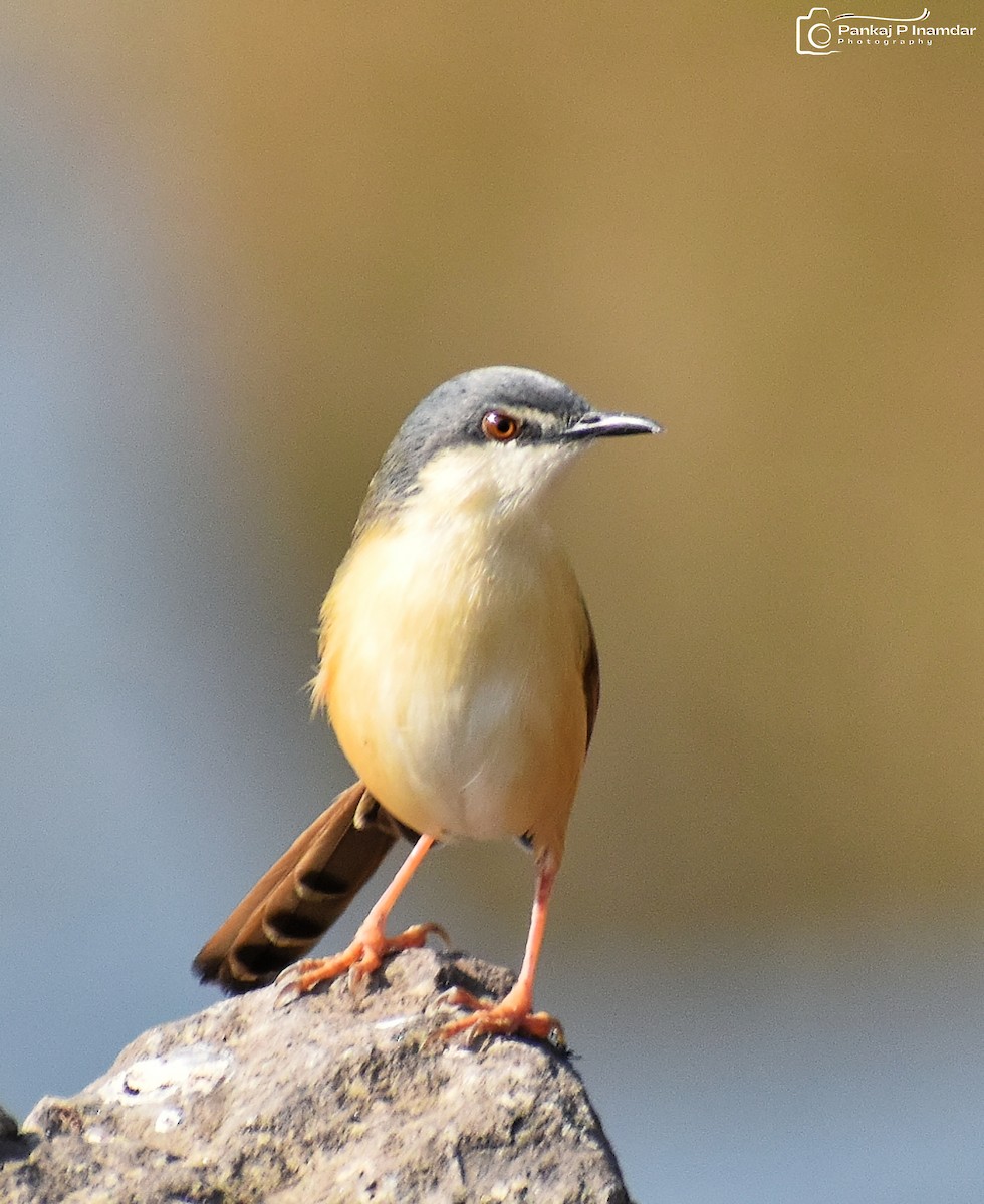 Ashy Prinia - ML642523314