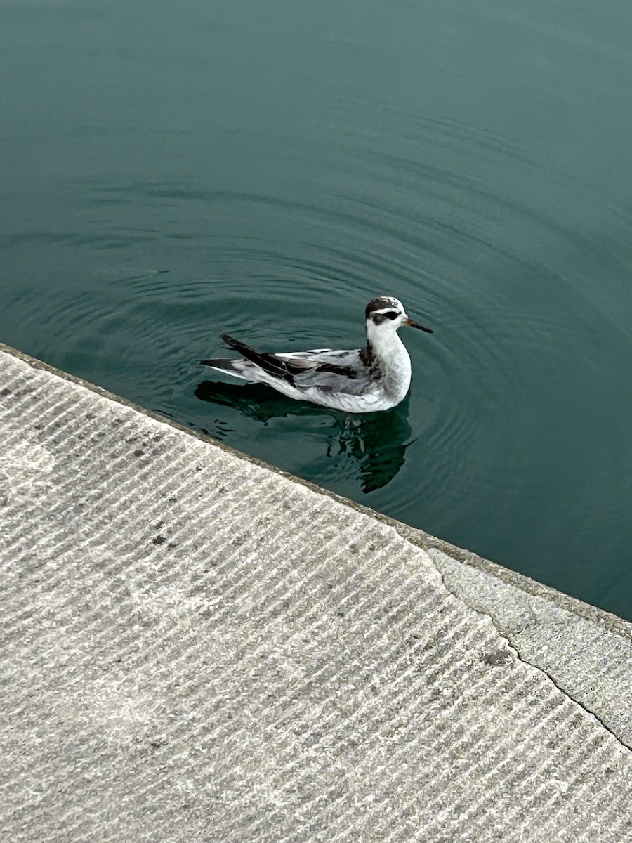 Red Phalarope - ML642523320