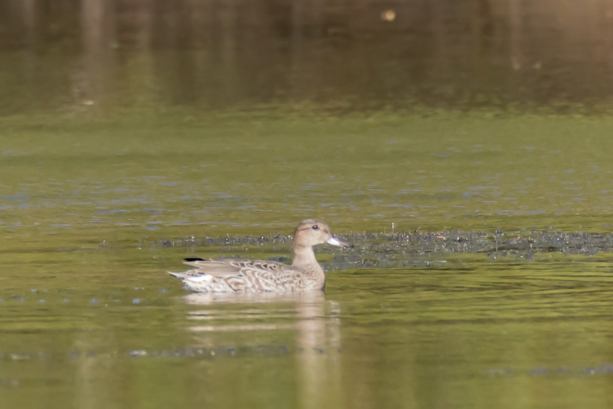 Green-winged Teal - ML642523323