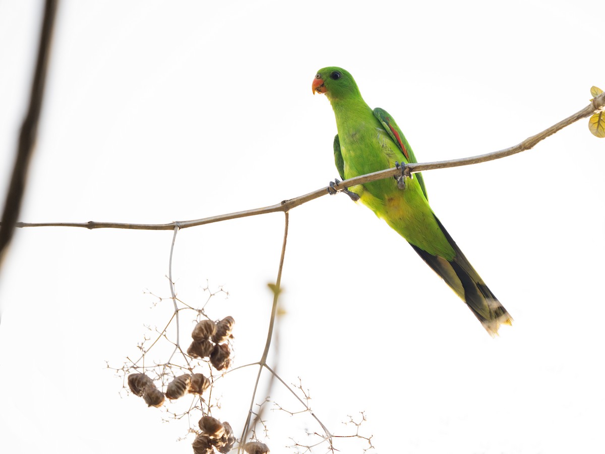 Olive-shouldered Parrot - ML642523355
