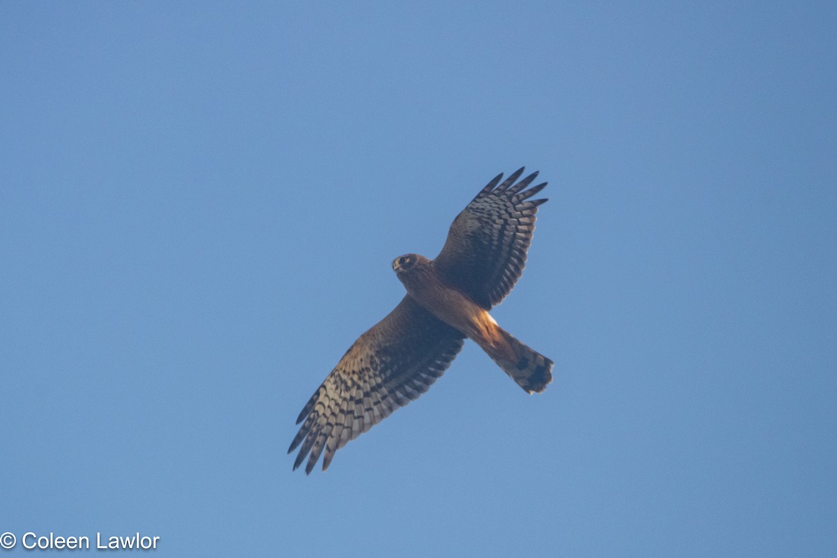 moták severoamerický - ML642523360